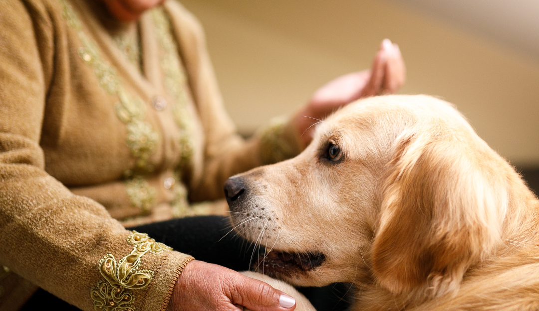 Therapiehund – Der allerbeste Freund des Menschen